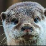 Gabriel Hernandez Jr