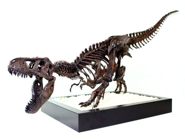 T-Rex Skeleton - Leo Burton Mount by lordlilapause - Thingiverse